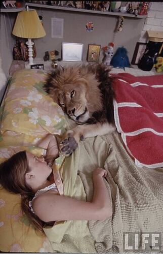 löwe und tippi hedren