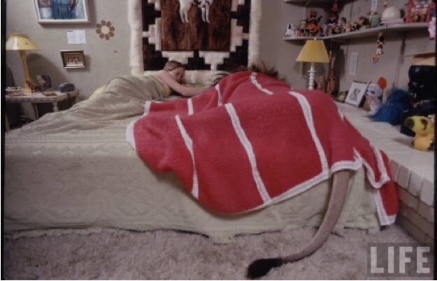 Melanie Griffith und ihre Löwen