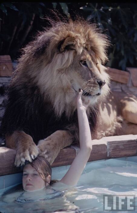 Melanie Griffith mit Löwe am Pool